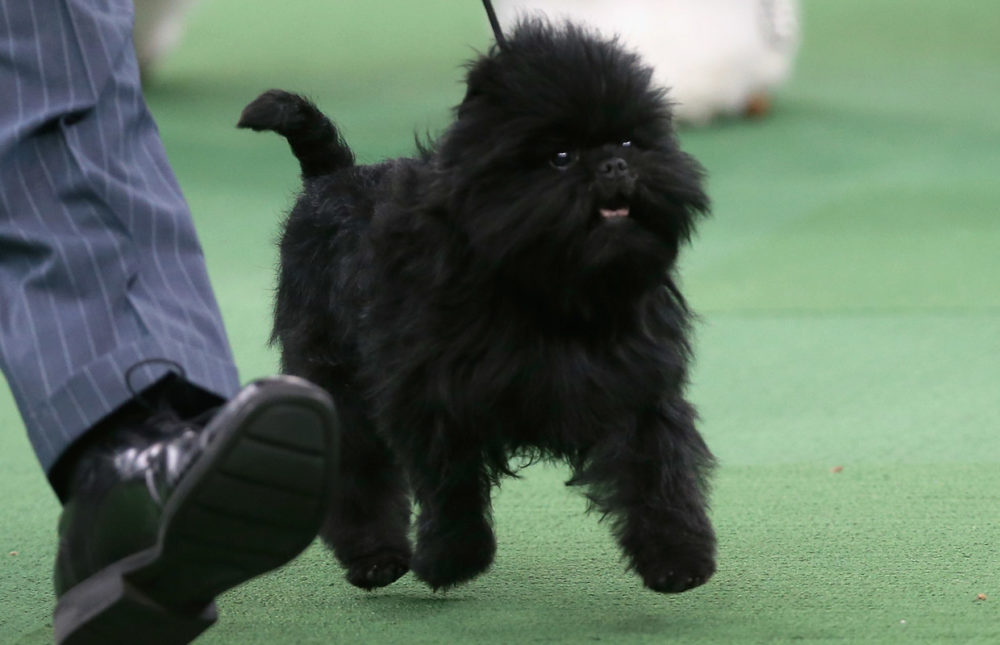 Affenpinscher (11)