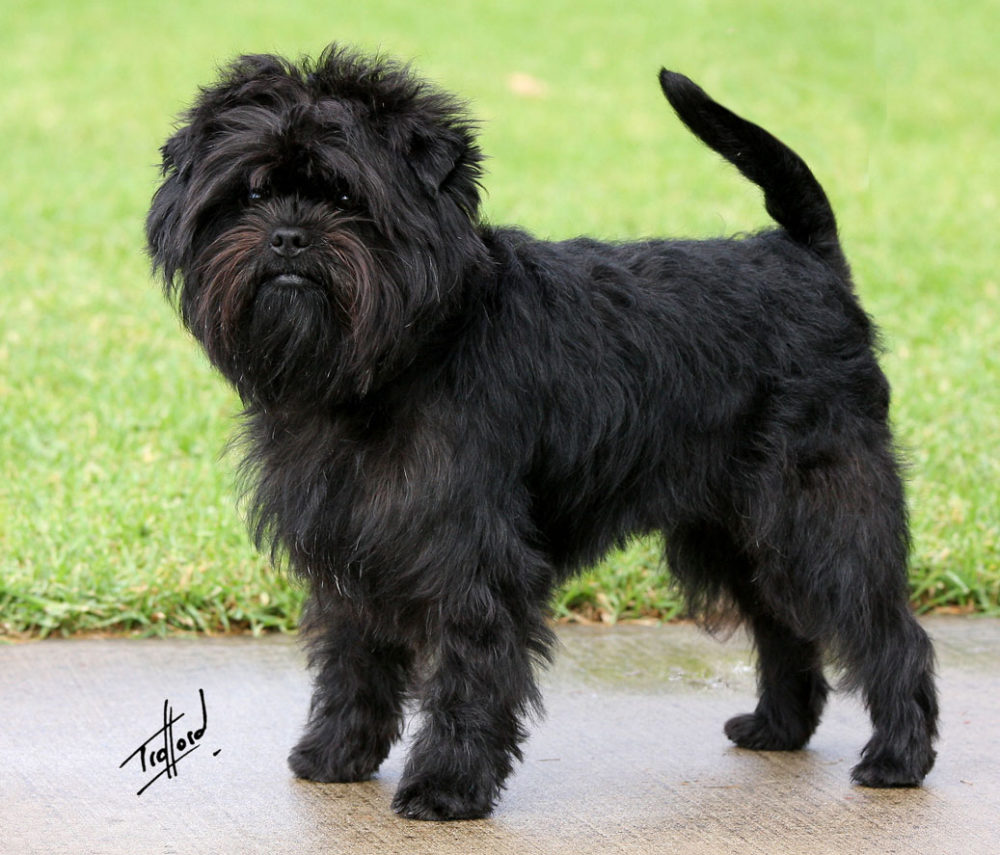 Affenpinscher (12)