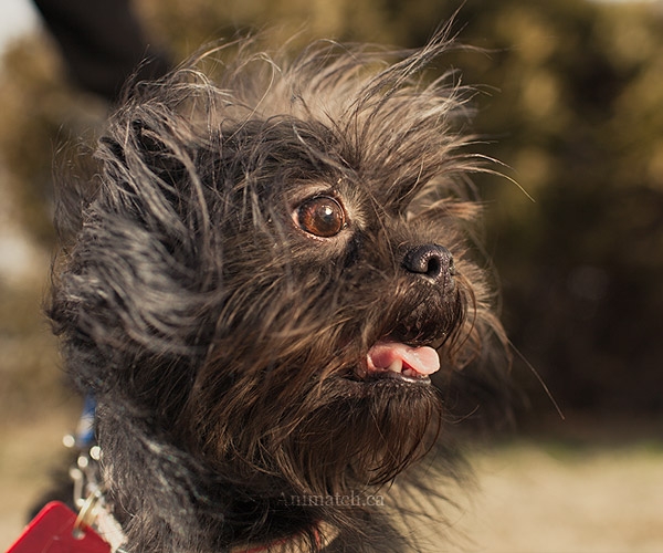 Affenpinscher (14)