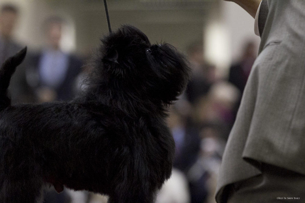 Affenpinscher (15)