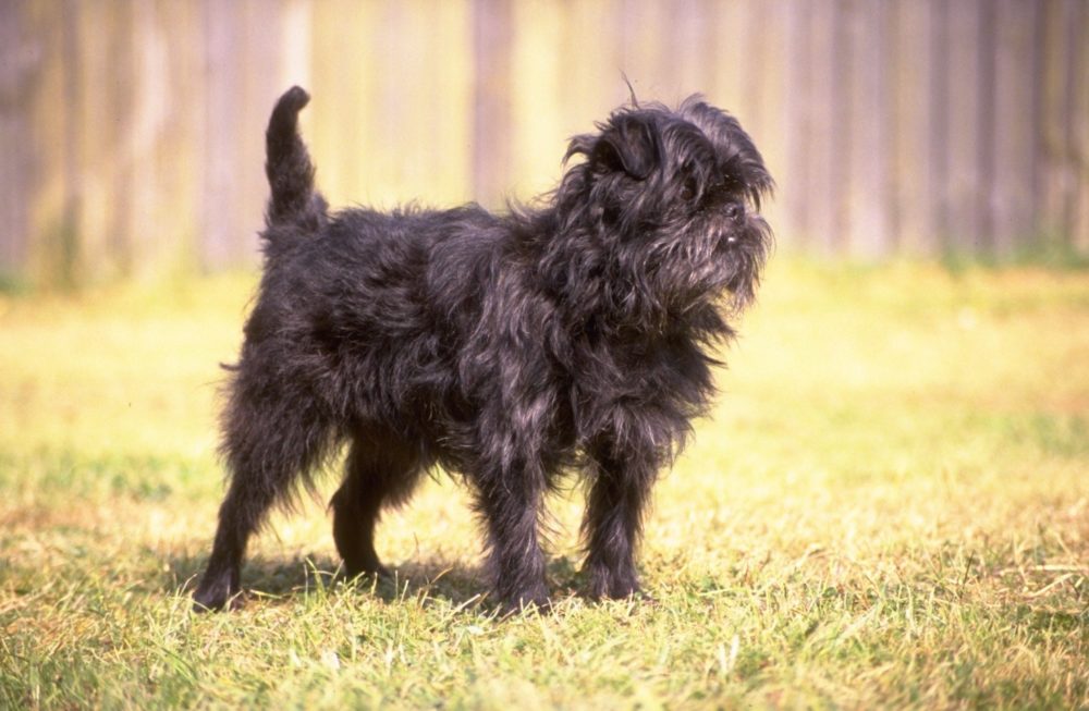 Affenpinscher (16)