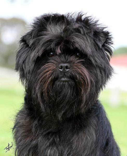 Affenpinscher (2)