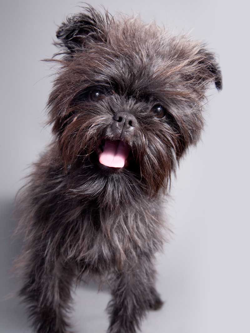 Affenpinscher (3)
