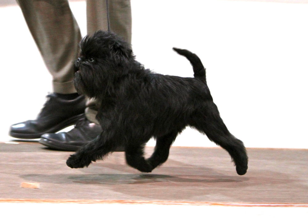 Affenpinscher (4)