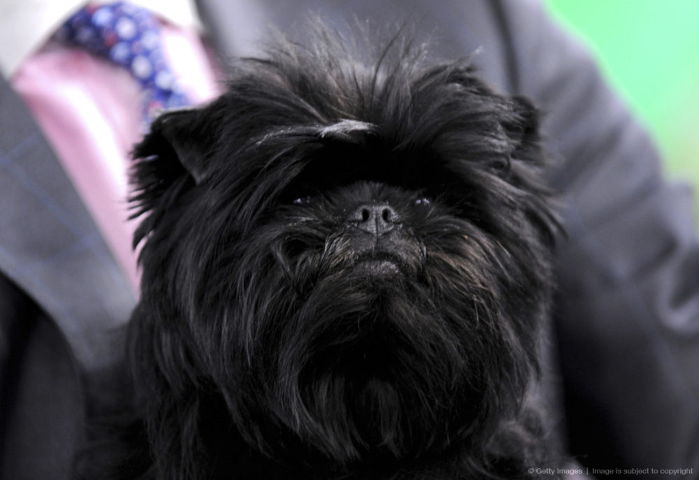 Affenpinscher (5)