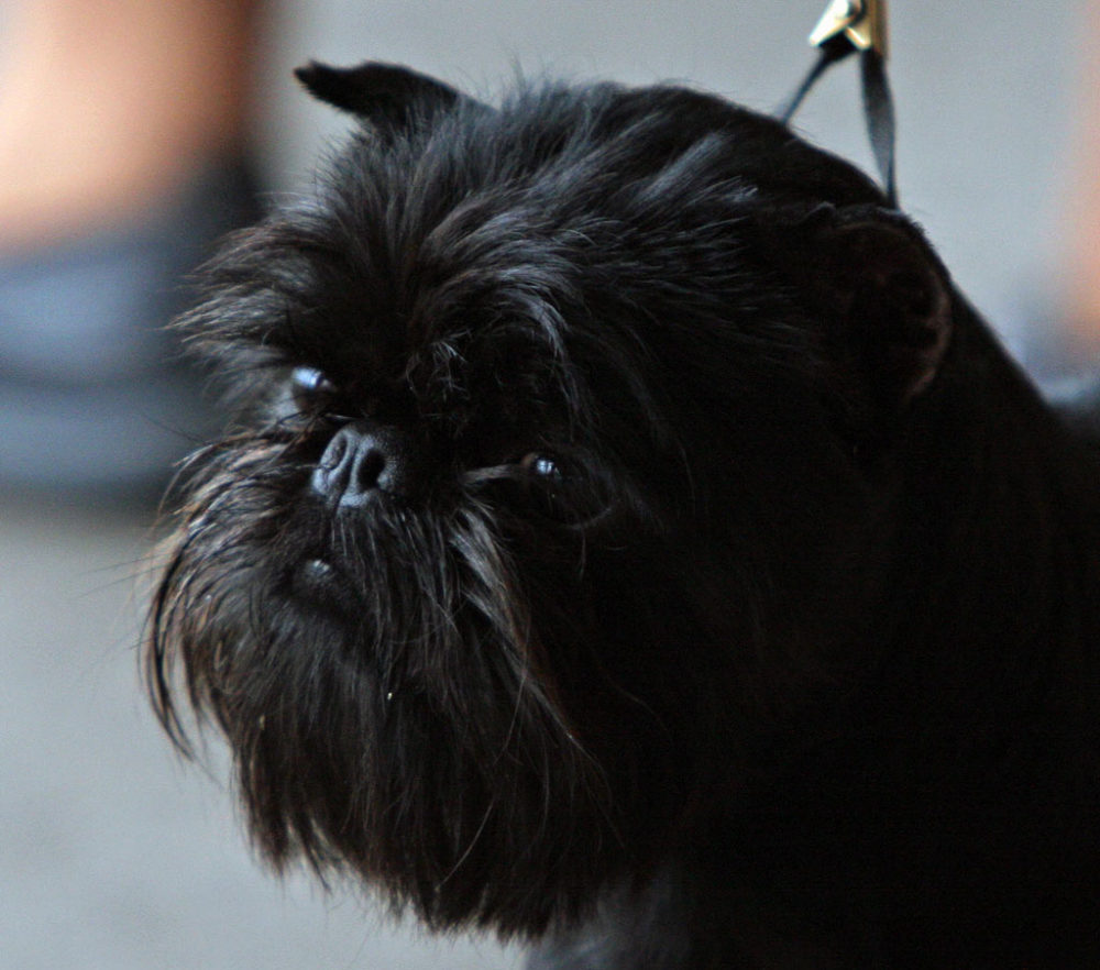 Affenpinscher (6)