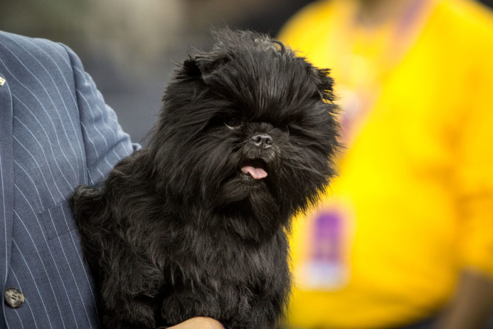 Affenpinscher (7)