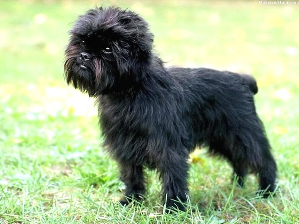 Affenpinscher (8)