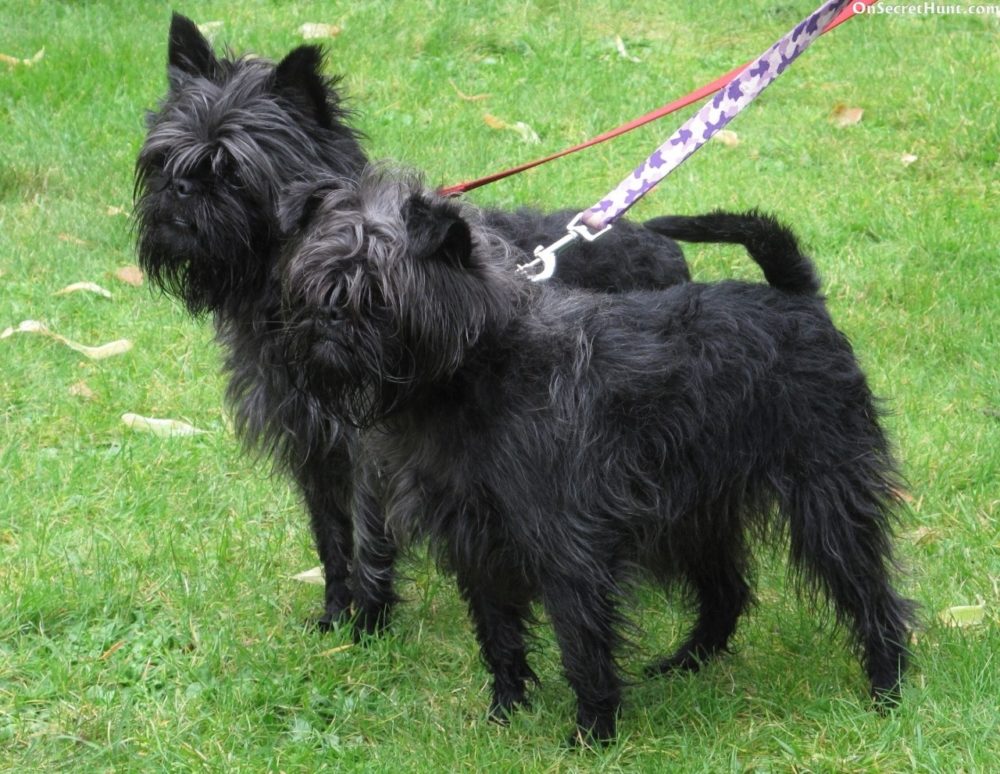 Affenpinscher (9)