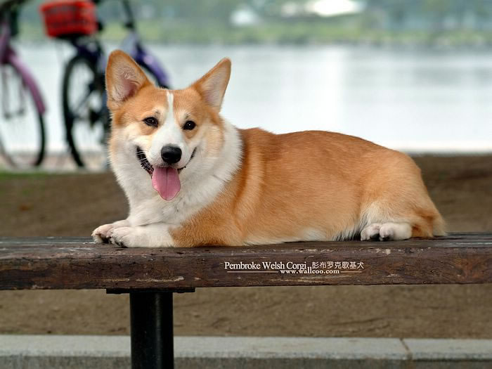 Welsh-Corgi-Pembroke (10)