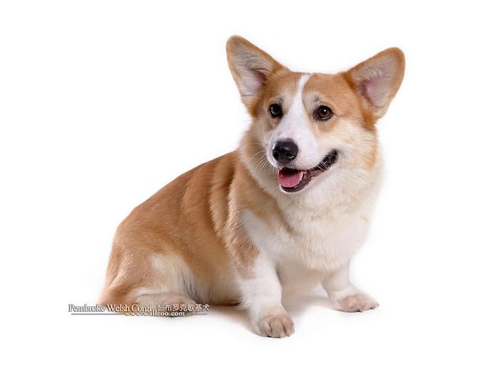 Welsh-Corgi-Pembroke (11)