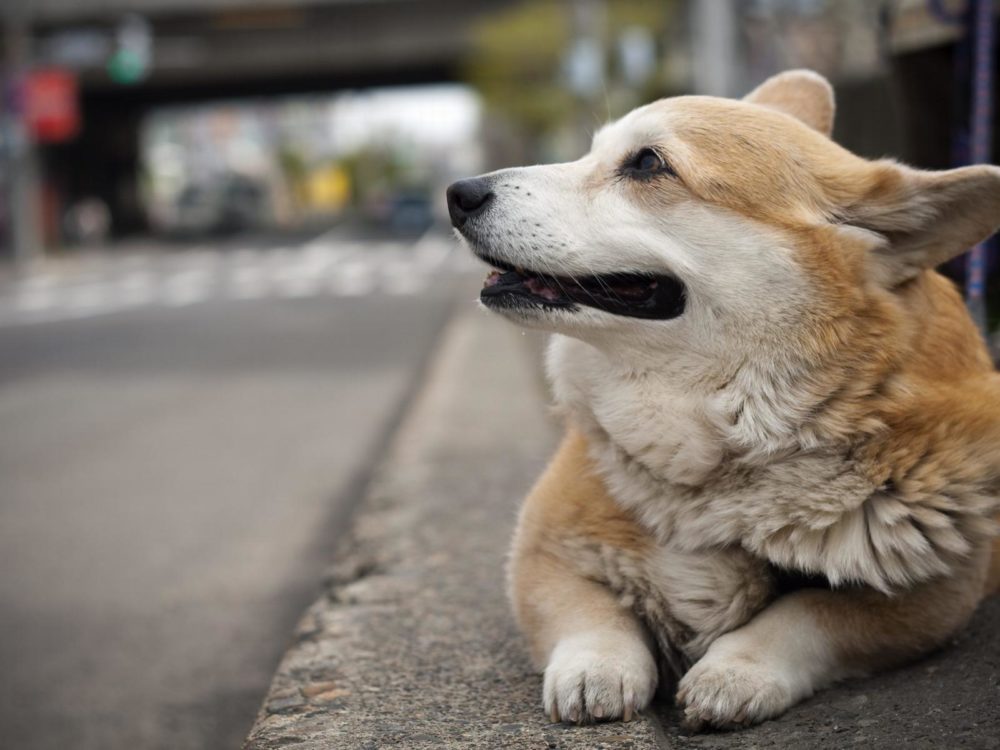 Welsh-Corgi-Pembroke (2)