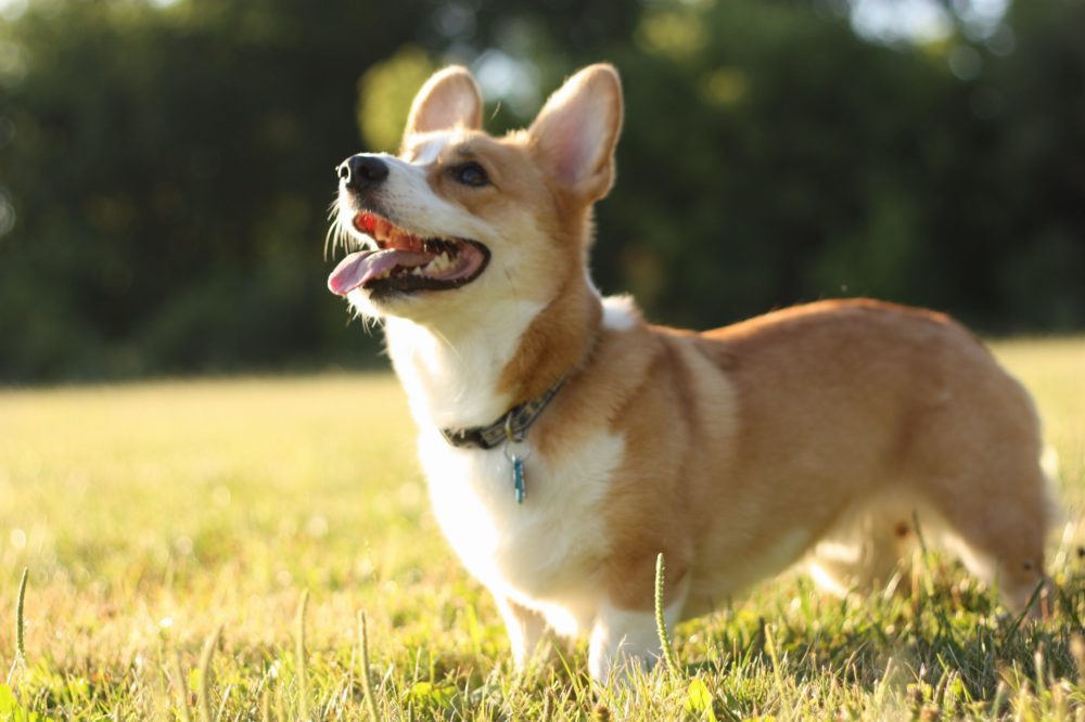 Welsh-Corgi-Pembroke (4)