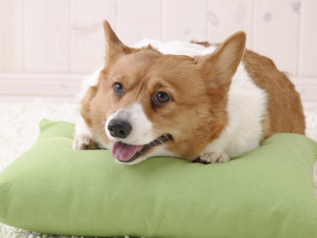 Welsh-Corgi-Pembroke (5)