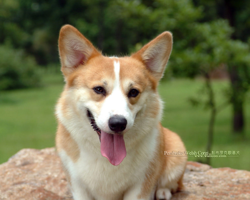 Welsh-Corgi-Pembroke (7)