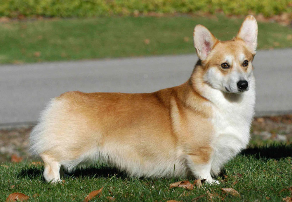 Welsh-Corgi-Pembroke (8)