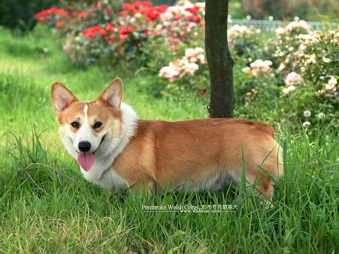 Welsh-Corgi-Pembroke (9)