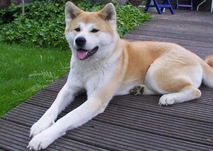 akita (1)