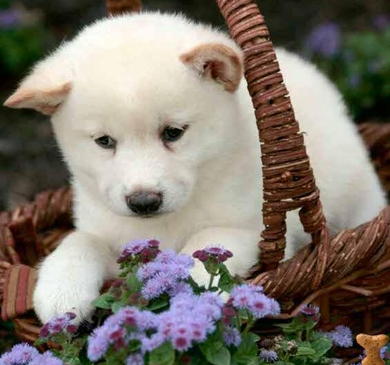 akita (10)