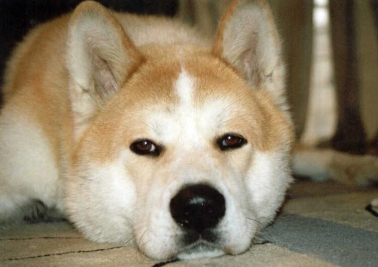 akita (11)