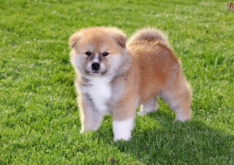 akita (12)
