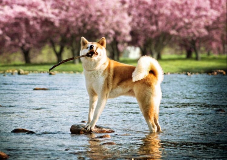 akita (13)