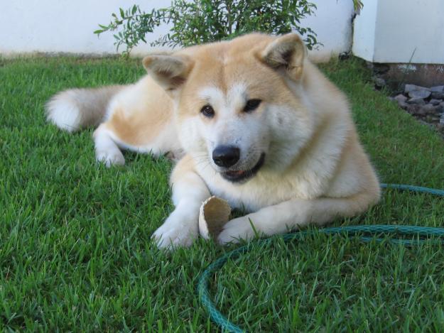 akita (4)