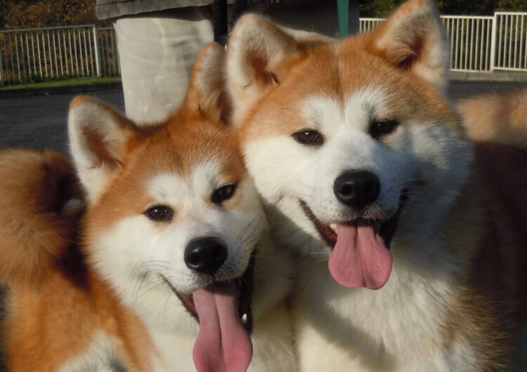 akita (7)