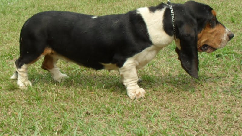 basset-hound (11)