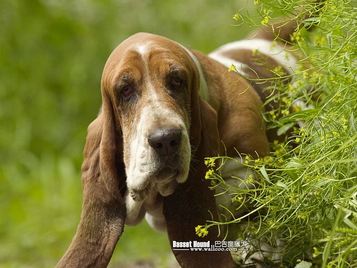 basset-hound (12)