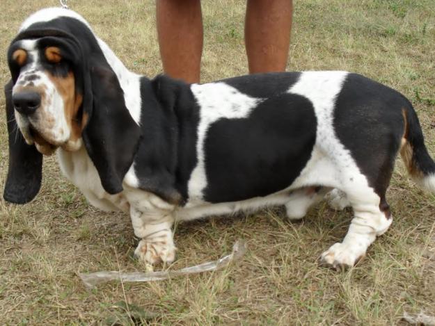 basset-hound (8)
