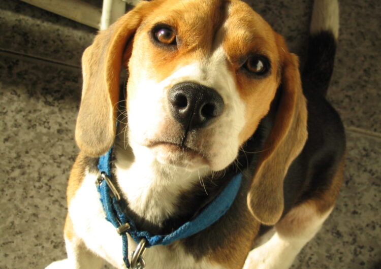 beagle (10)
