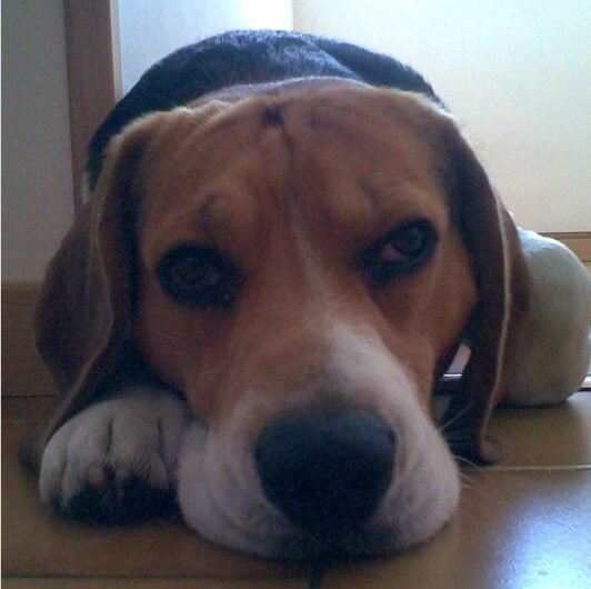 beagle (11)