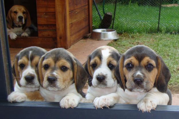 beagle (14)