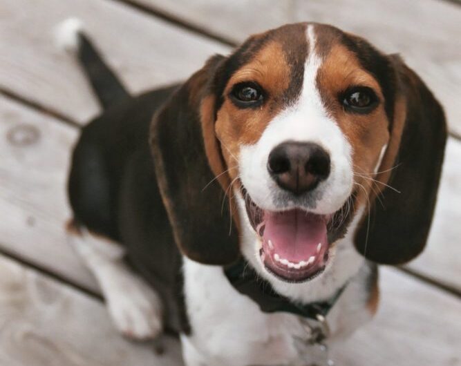 beagle (15)