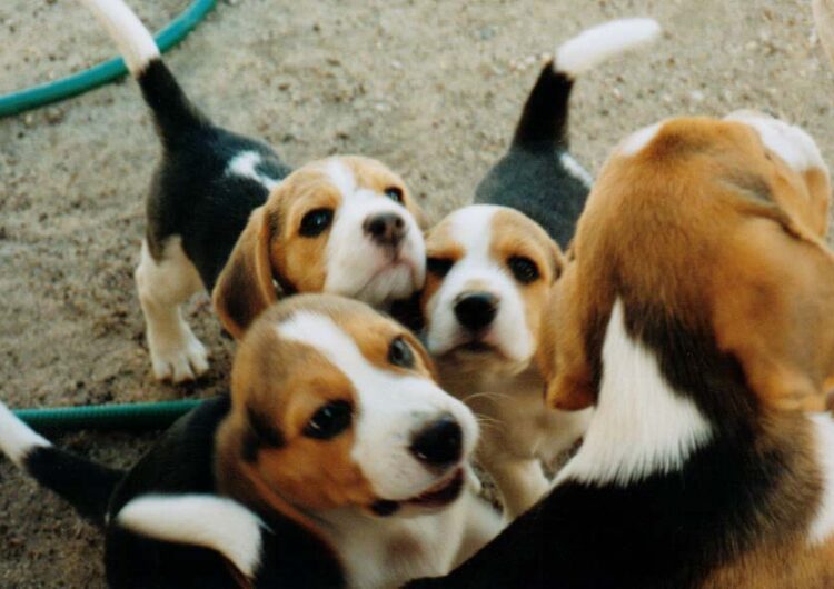 beagle (16)