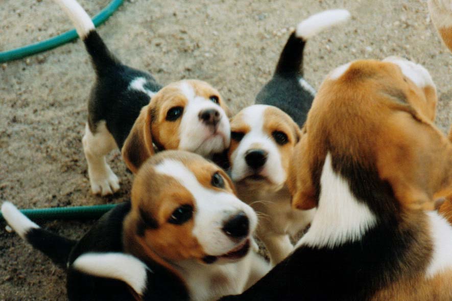 beagle (16)