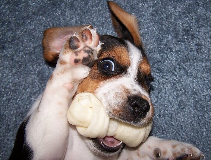 beagle (17)