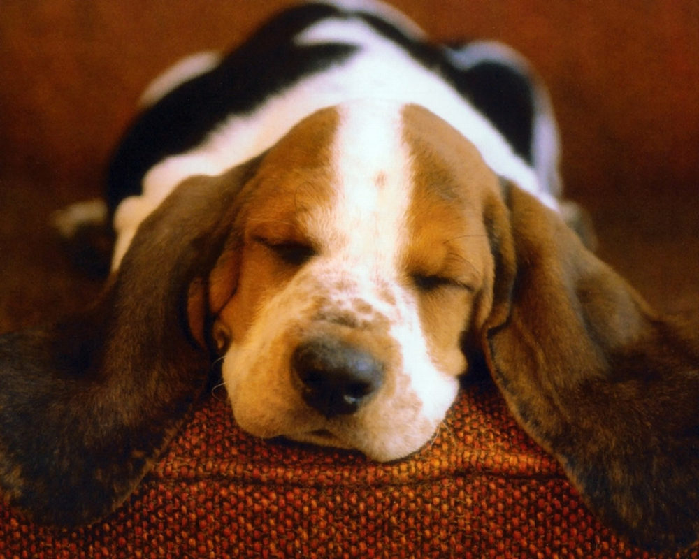 beagle (21)