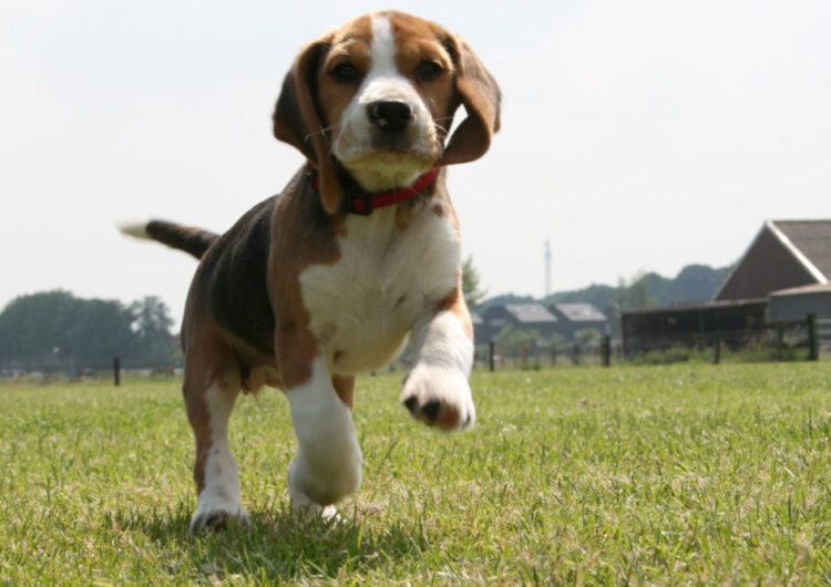 beagle (23)