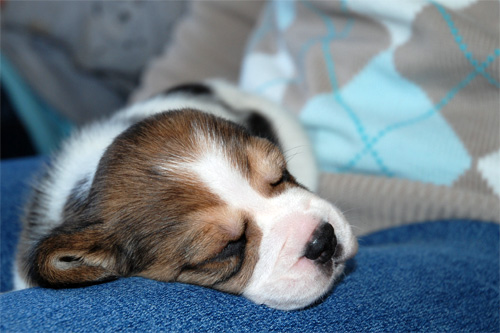 beagle (25)