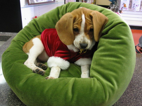beagle (26)