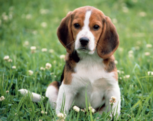 Beagle (Foto: Reprodução / Google)