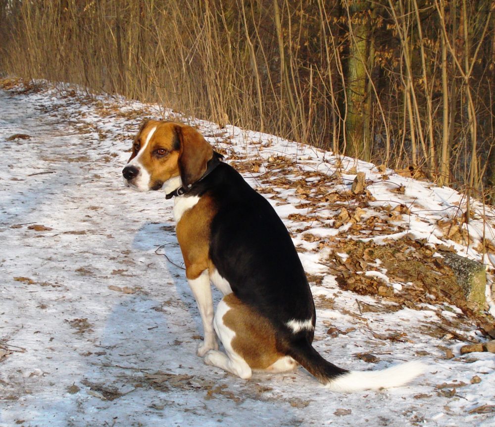 beagle-harrier (1)