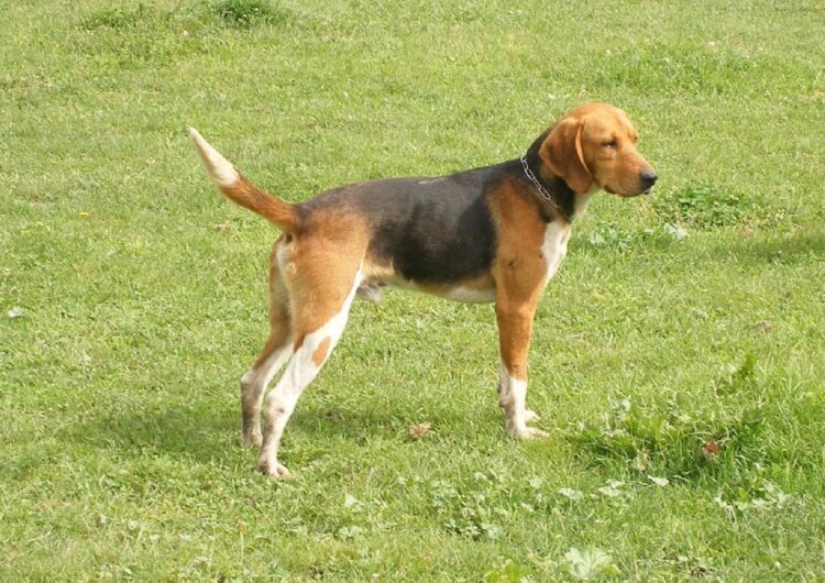 beagle-harrier (8)
