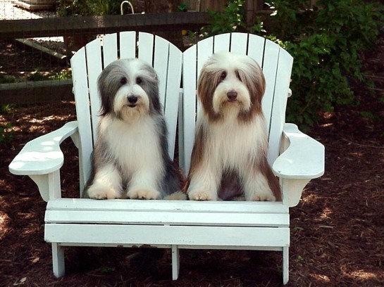bearded-collie (10)