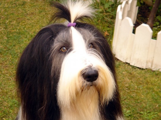 bearded-collie (11)