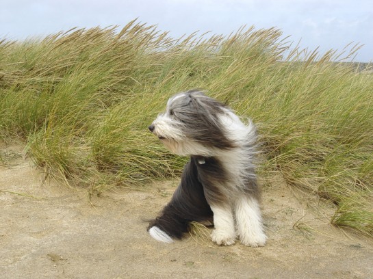 bearded-collie (16)