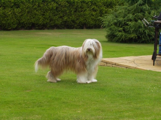 bearded-collie (19)