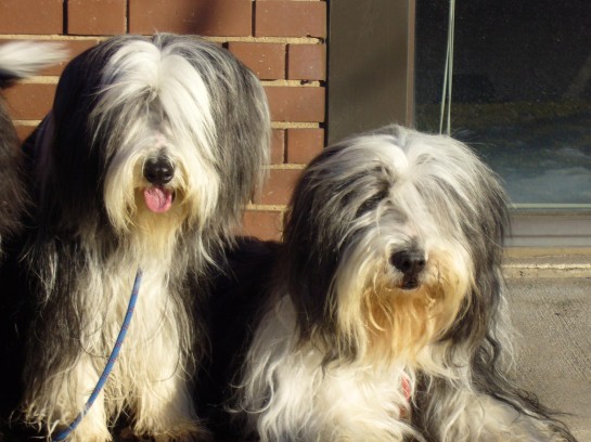 bearded-collie (20)